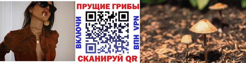 Псилоцибиновые грибы Psilocybe  Владикавказ 